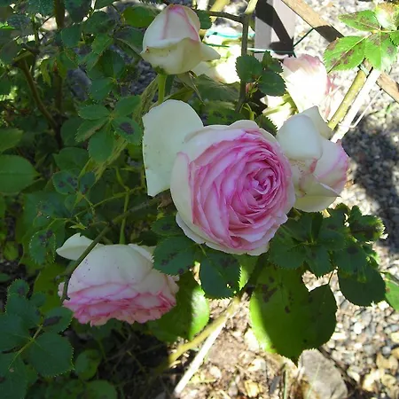 Castello Di Landsted *